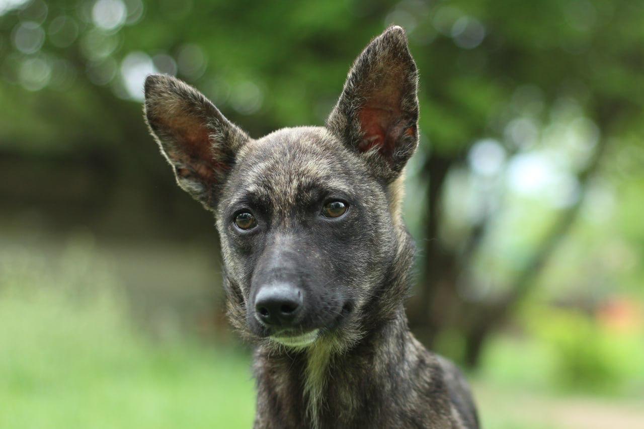 Chiens à adopter